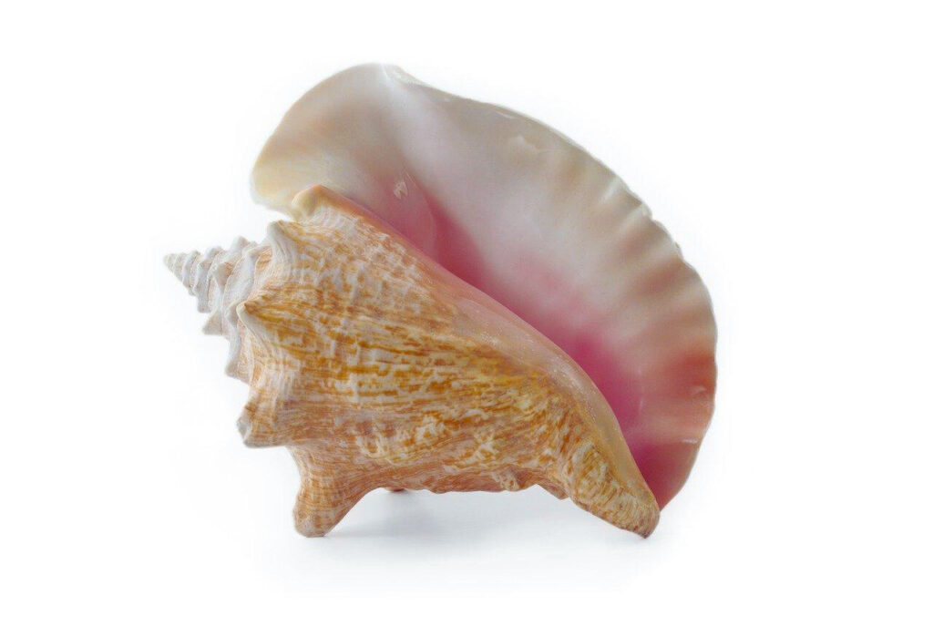 How to Pronounce Conch