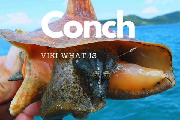 How to Pronounce Conch