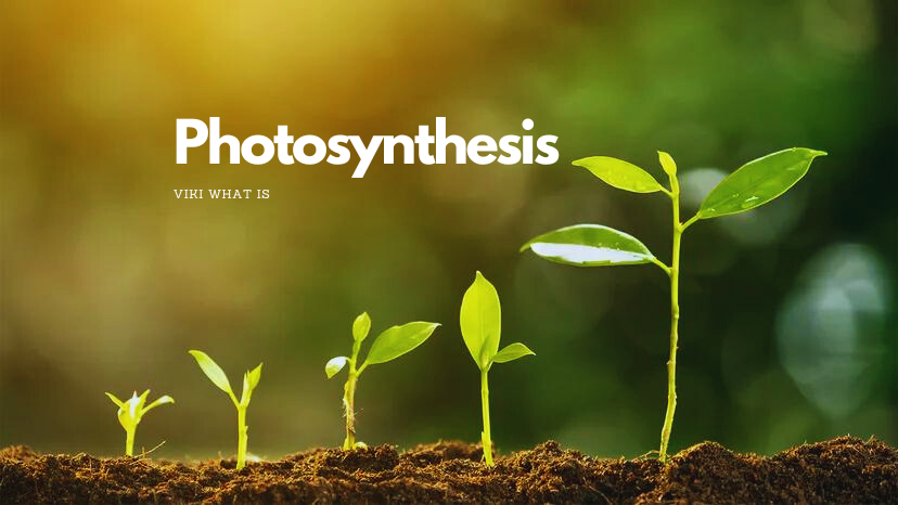 How to Pronounce Photosynthesis