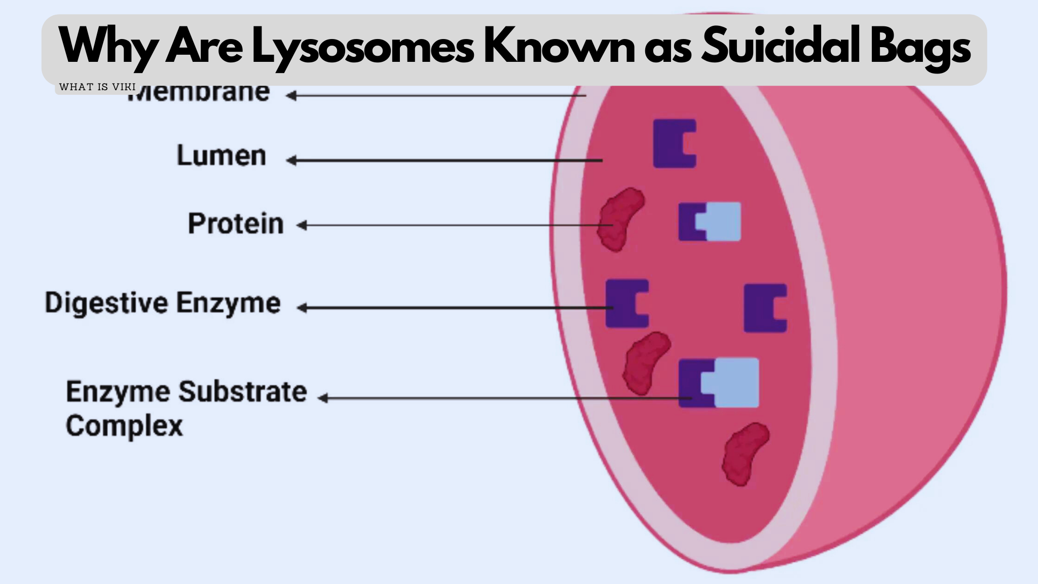 Lysosome.pdf