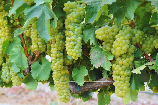 How Are Cotton Candy Grapes Made