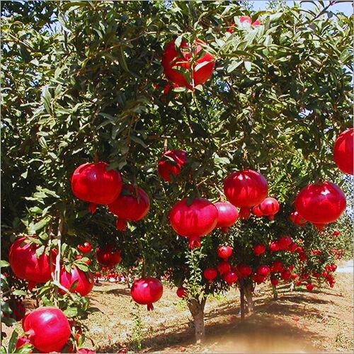 Pomegranates Nature's Jewels