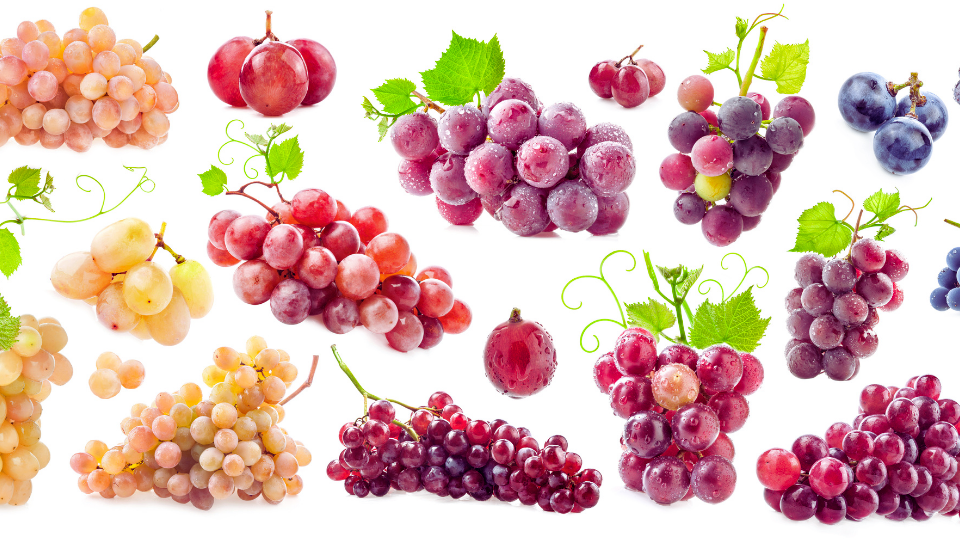 The Grape Varieties Involved