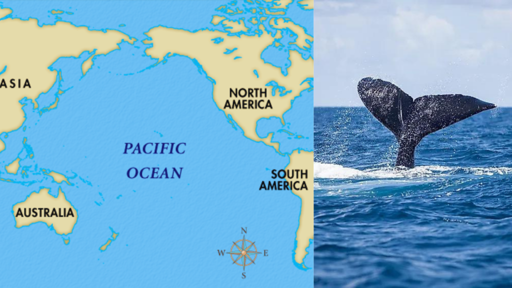 The Pacific Ocean Earth's Largest and Deepest Ocean