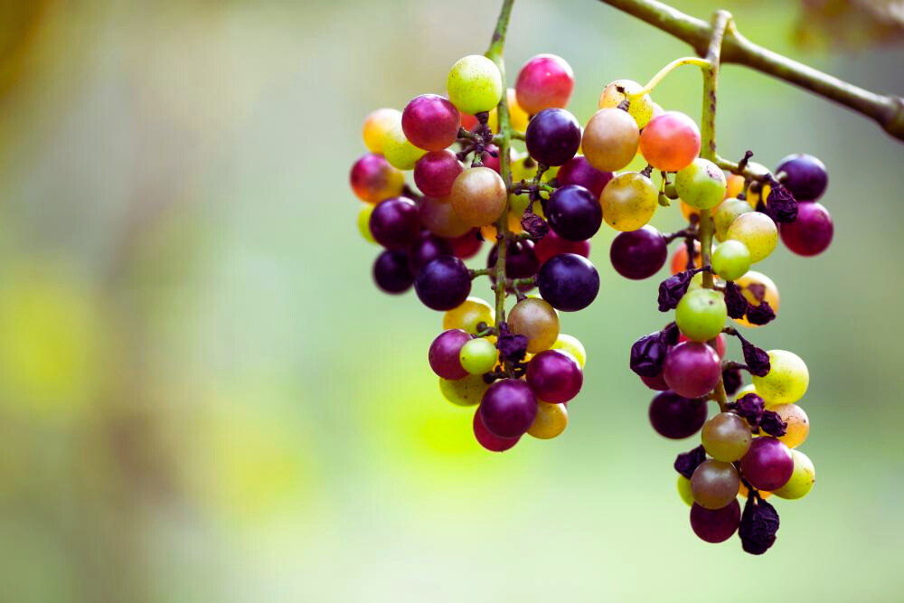 grape Genetic Variation