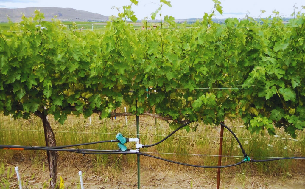 grape Irrigation Techniques