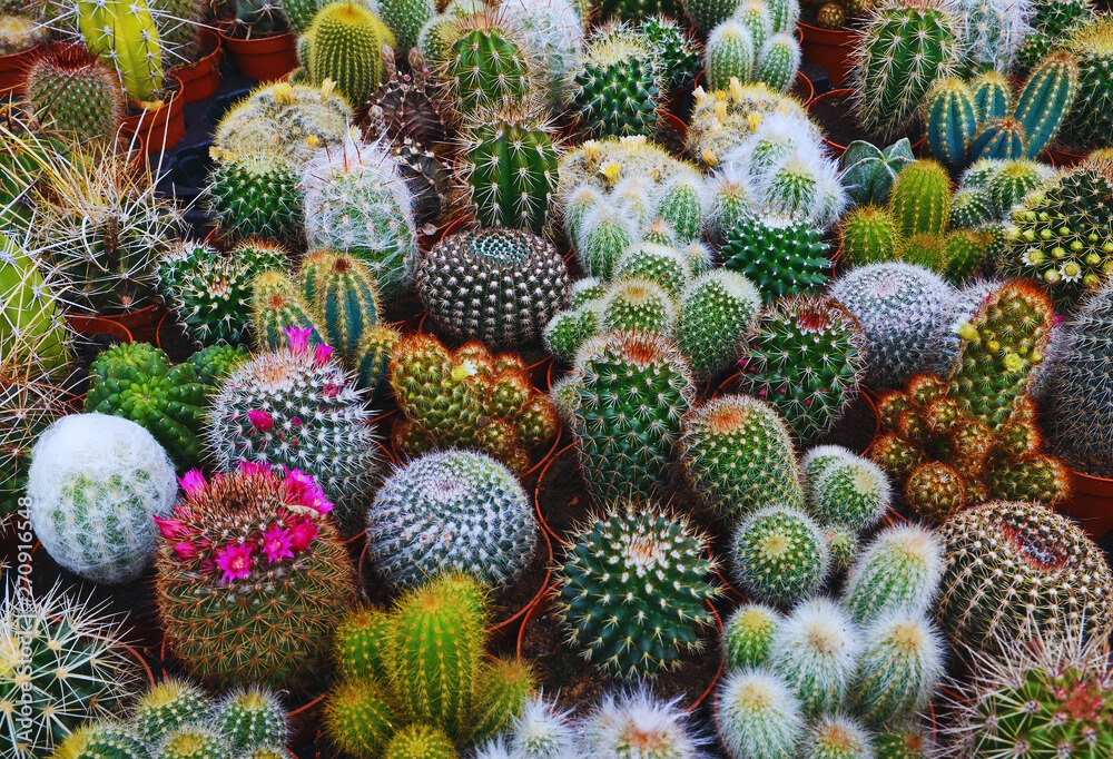 Behavioral Adaptations Cactus