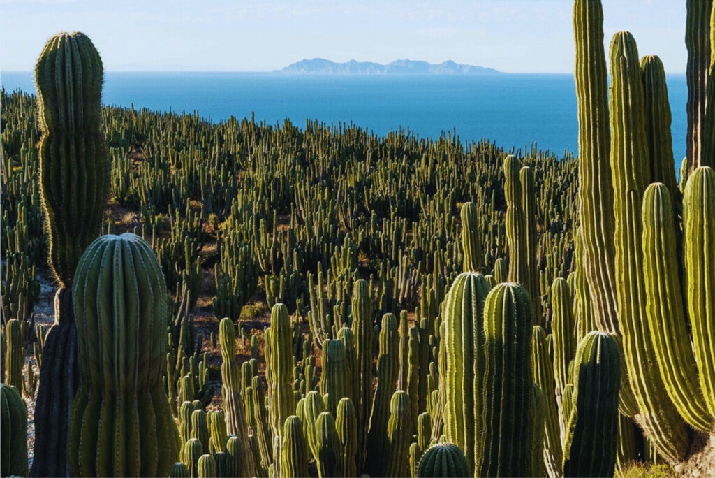 Cactus Conservation Efforts