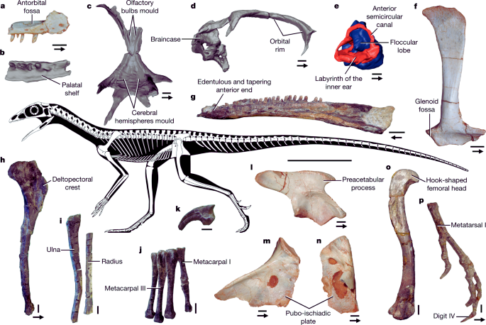Decoding the Energetic Enigma of Dinosaurs