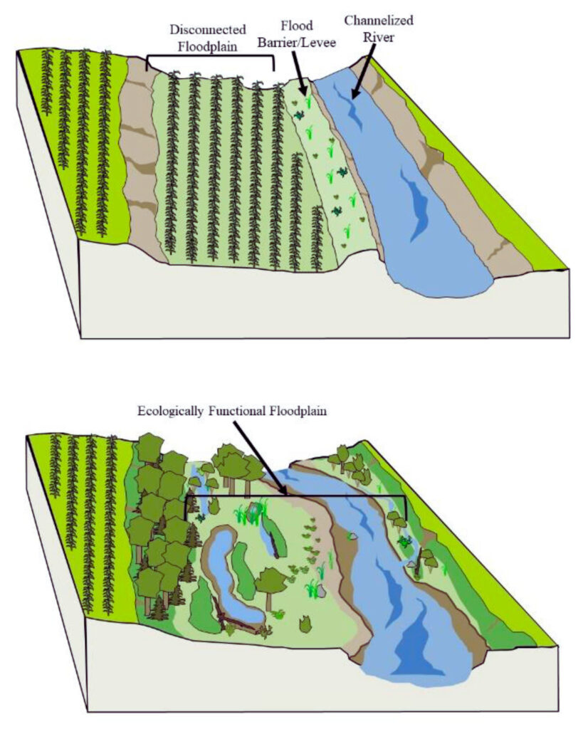 Ecological Significance of Flood Plains