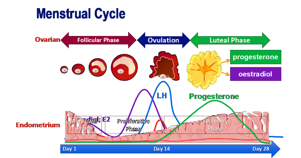 Hormonal Influence on the Menstrual Cycle