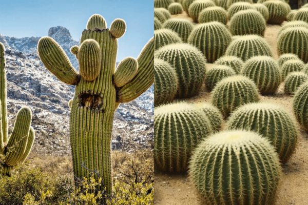 How Are Cactus Adapted to Survive in a Desert