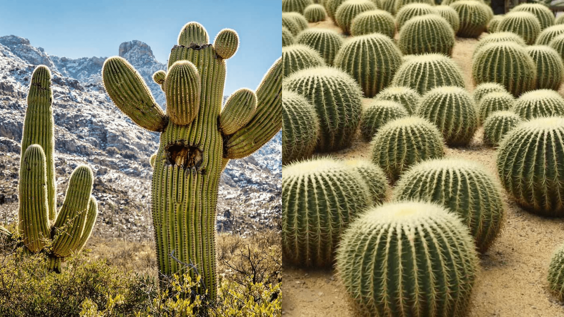 How Are Cactus Adapted to Survive in a Desert