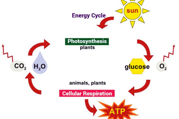 How Are Photosynthesis and Cellular Respiration Related