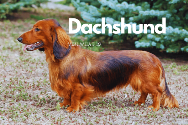How to Pronounce Dachshund