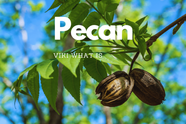 How to Pronounce Pecan