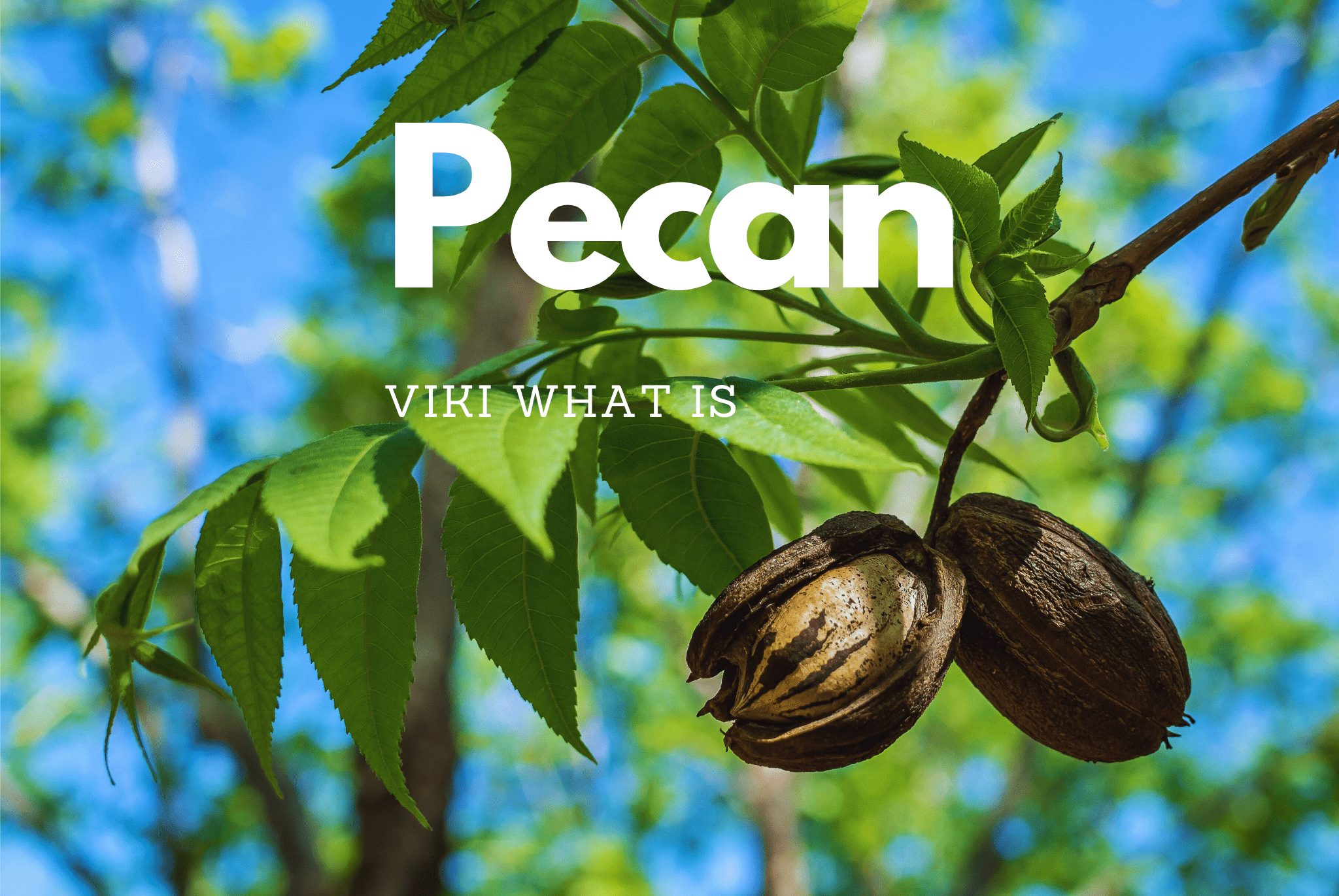 How to Pronounce Pecan