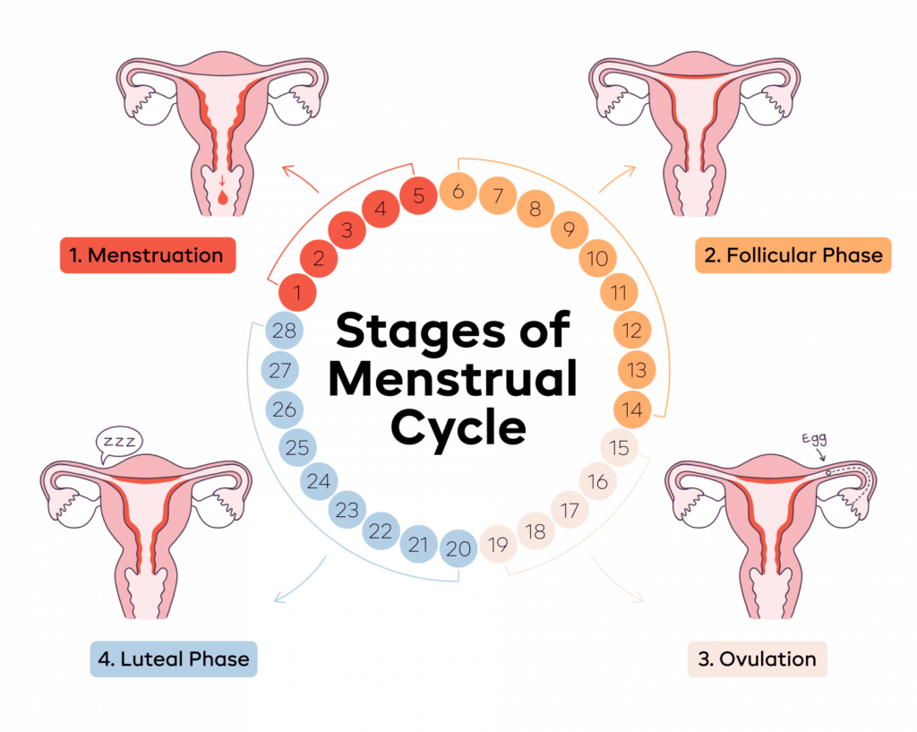 Menstrual Cycle Overview