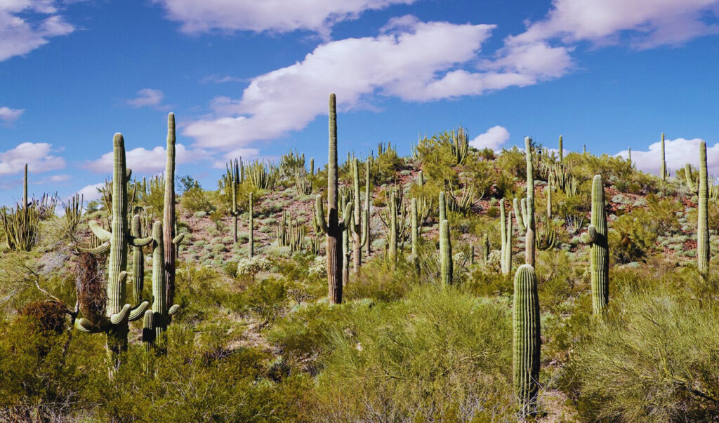 Unique Features of Cactus