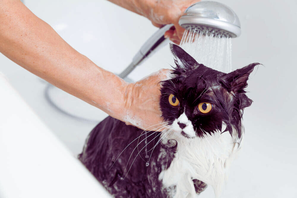 Bathing Techniques  cat