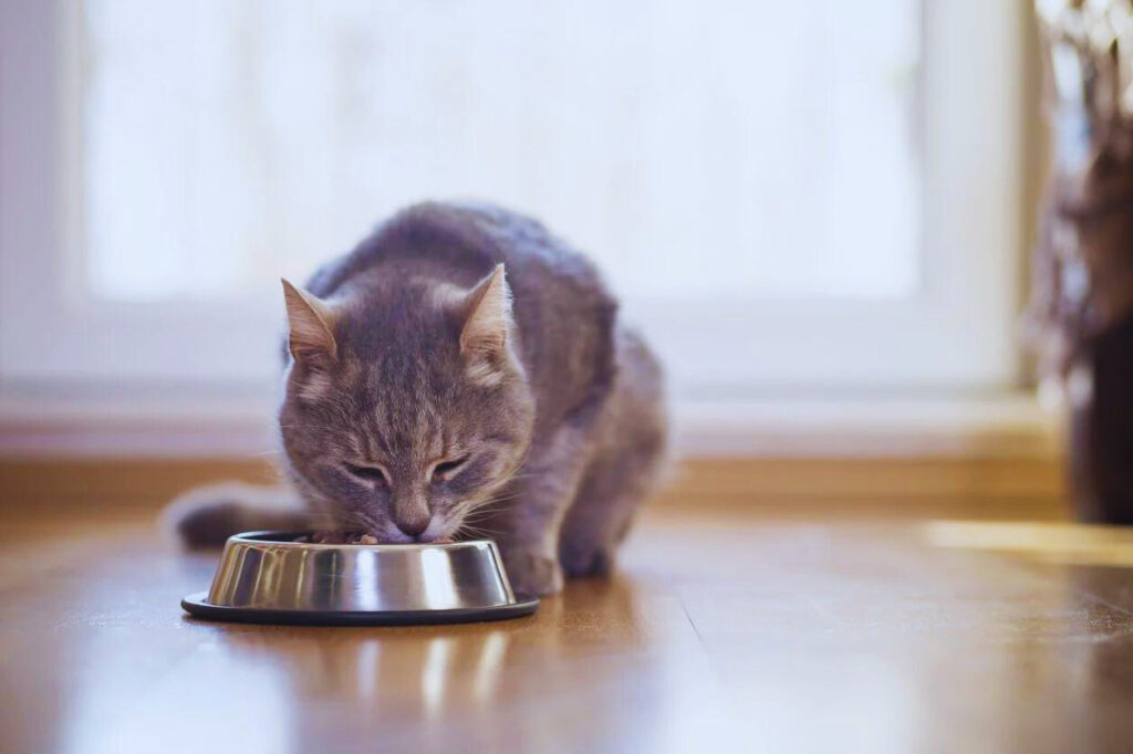 Diet Adjustments cat