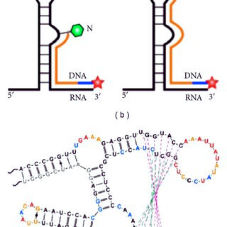 Ribose and RNA’s Flexibility