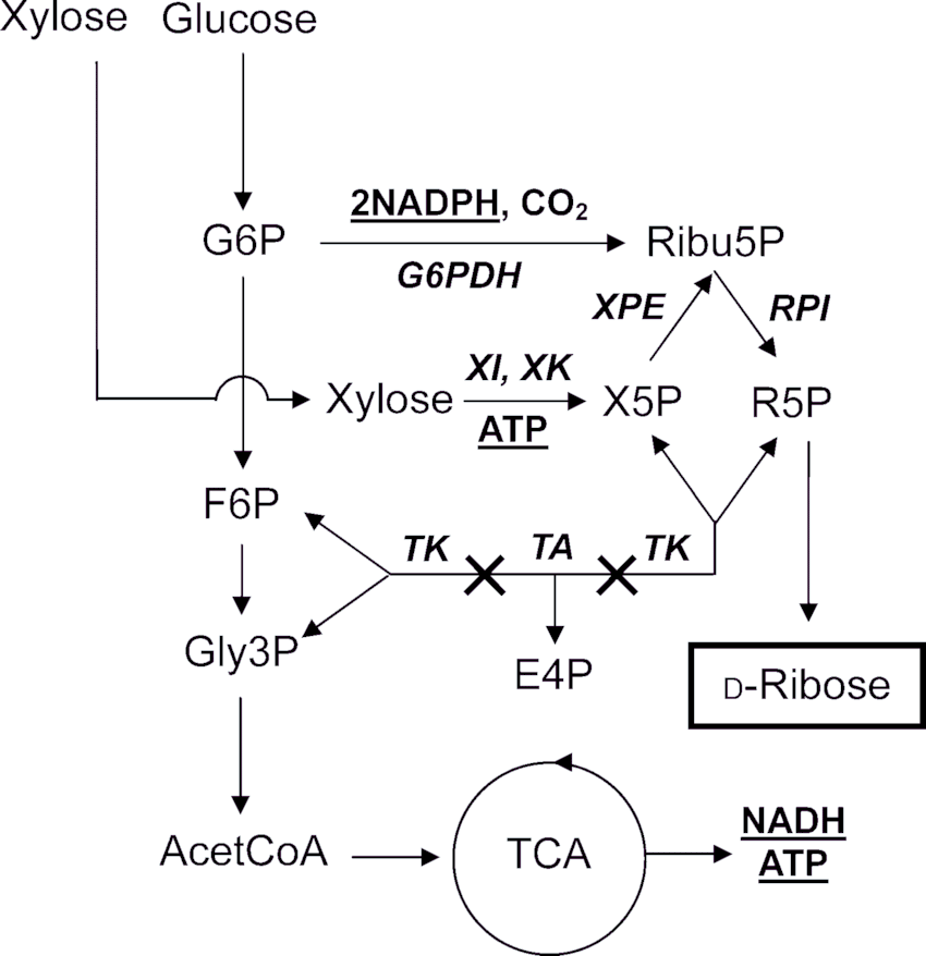 Ribose in Energy Metabolism