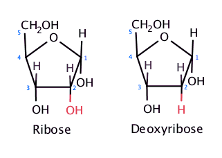 Ribose vs. Deoxyribose