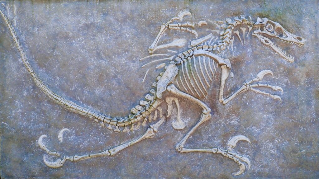 The Role of Fossils in Understanding Dinosaurs