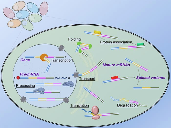 The Role of RNA in Cells