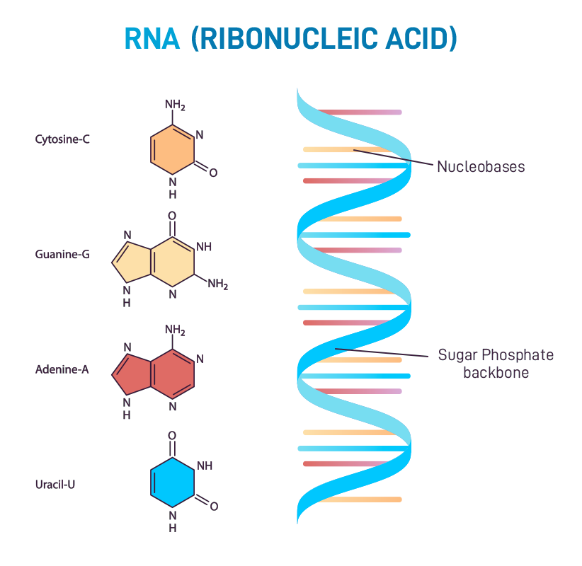 The Structure of RNA