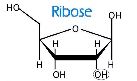 The Sweet Component Ribose Sugar
