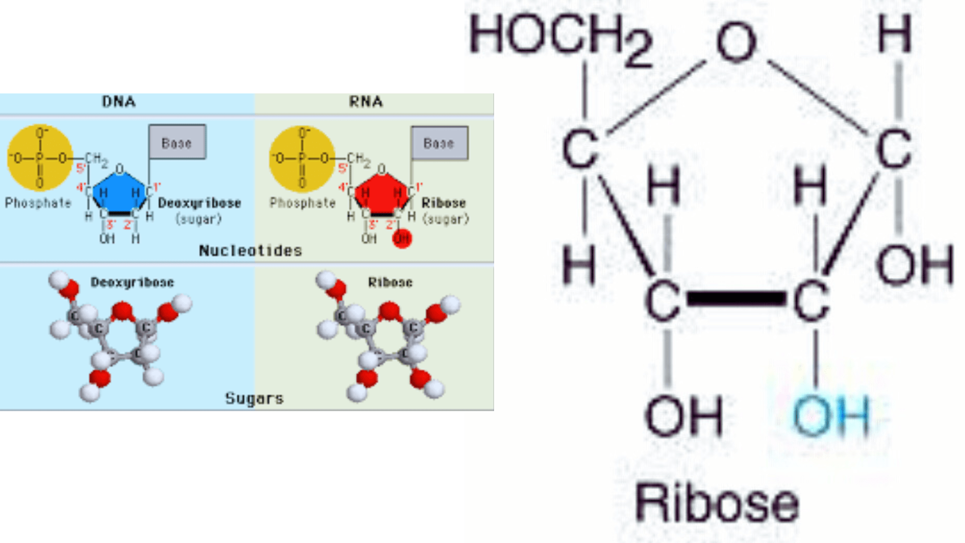 What Sugar is Found in RNA