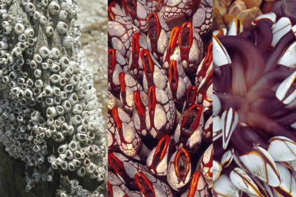 What Are Barnacles