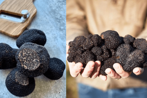 What Are Truffles