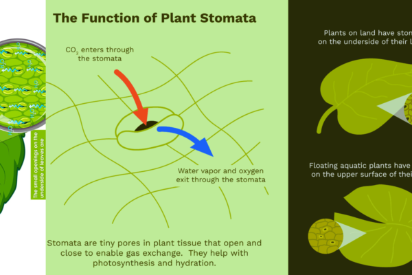 What Are the Functions of Stomata