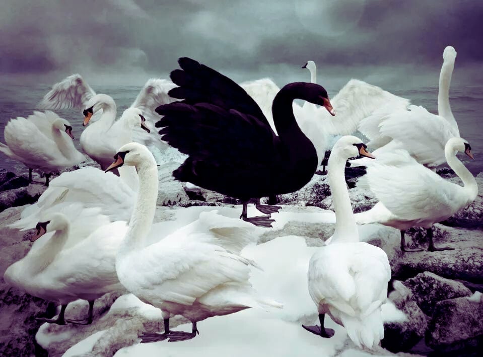 black swan event The Origin of the Term