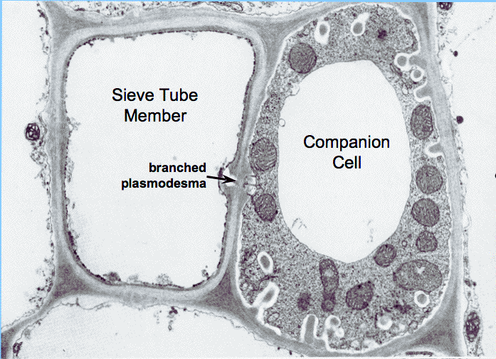 Companion Cells