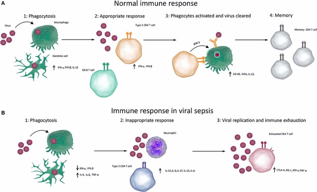 Infections and Your Immune Response