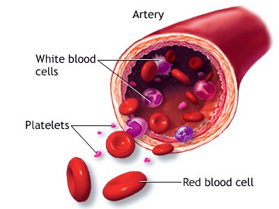 The Components of a Complete Blood Count (CBC)